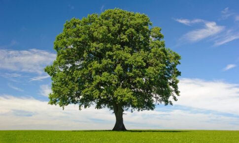Discover Your Family Story
