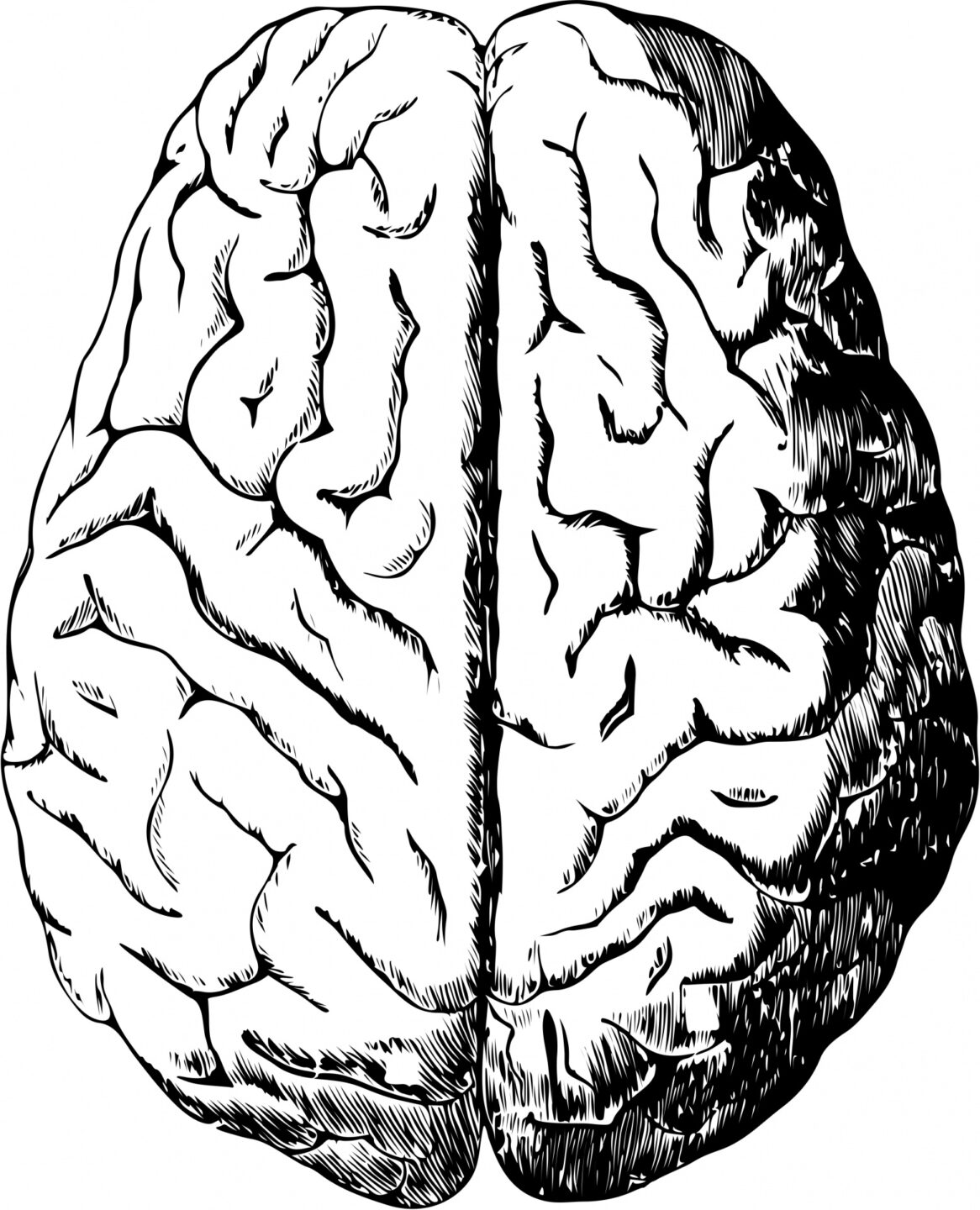 human-brain-1443447004ROS